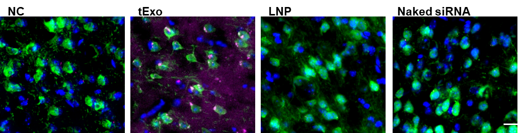 Co-localization with NeuN indicates neuronal uptake of siRNA cargo