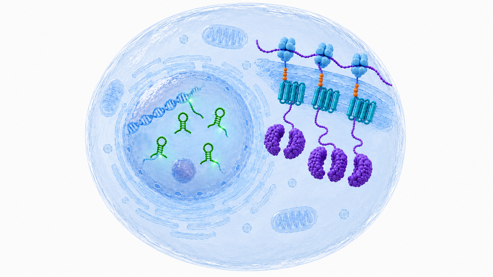 Fusion Protein Expression